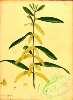 flora-01921 - 052-mimosa longifolia