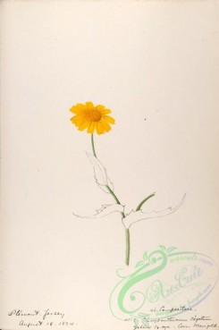 flora-03390 - 335-chrysanthemum