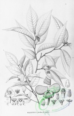 flora_bw-00054 - 006-rollinia parviflora, rollinia cuspidata