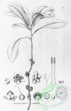 flora_bw-00065 - 017-doliocarpus grandiflorus