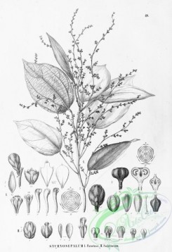 flora_bw-00097 - 049-sychnosepalum paraense, sychnosepalum sagotianum