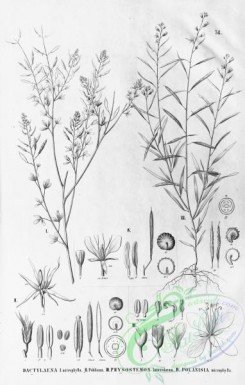 flora_bw-00100 - 052-dactylaena microphylla, physostemon lanceolatum, polanisia microphylla