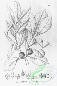 flora_bw-00122 - 074-gloeospermum sphaerocarpum, gloeospermum sprucei