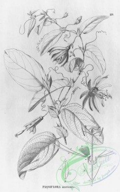 flora_bw-00162 - 114-passiflora mucronata