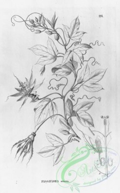 flora_bw-00167 - 119-passiflora setacea