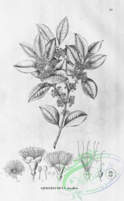 flora_bw-00210 - 039-siphoneugena densiflora
