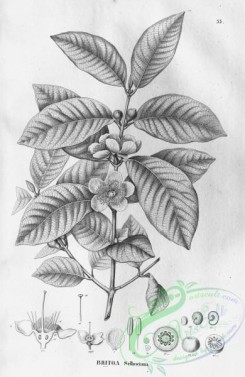 flora_bw-00227 - 056-britoa sellowiana
