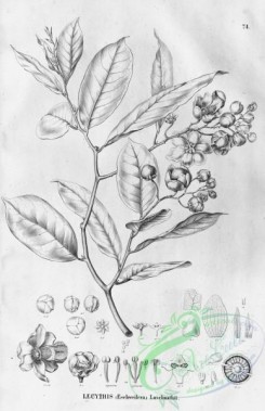 flora_bw-00248 - 077-lecythis eschweilera luschnathii