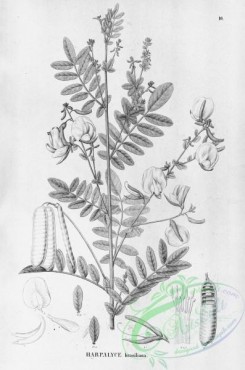 flora_bw-00267 - 011-harpalyce brasiliana