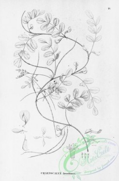 flora_bw-00275 - 019-chaetocalyx brasiliensis