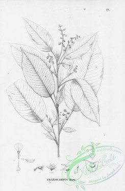 flora_bw-00286 - 030-cranocarpus martii