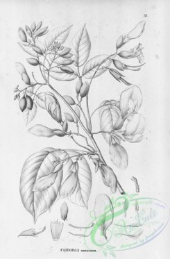 flora_bw-00291 - 035-clitoria amazonum