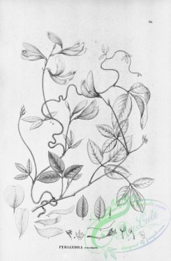 flora_bw-00294 - 038-periandra coccinea