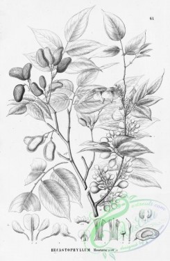 flora_bw-00323 - 067-hecastophyllum monetaria