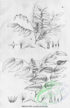 flora_bw-00356 - 100-poecilanthe grandiflora, poecilanthe subcordata