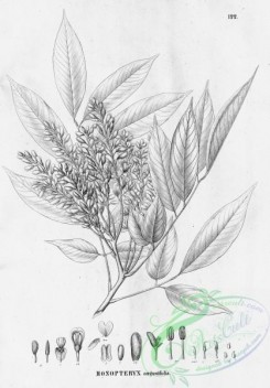 flora_bw-00383 - 127-monopteryx angustifolia