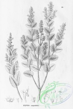 flora_bw-00412 - 024-hyptis carpinifolia