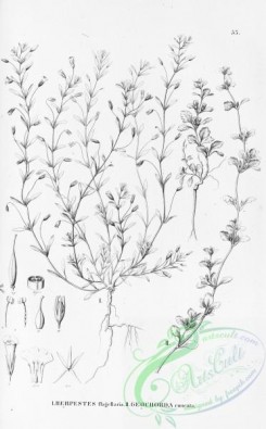 flora_bw-00439 - 051-herpestes flagellaris, geochorda cuneata