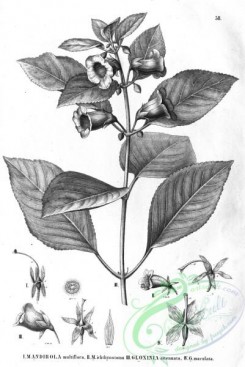 flora_bw-00444 - 056-mandirola multiflora, mandirola ichthyostoma, gloxinia attenuata, gloxinia maculata