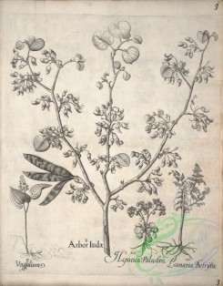 flora_bw-00456 - v1-003-arbor, lunaria, hepatica palustris
