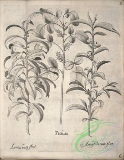 flora_bw-00459 - v1-006-pistacia, laurus, amygdala