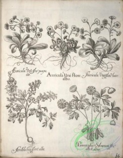 flora_bw-00469 - v1-016-auricula, aristolochia, ranunculus