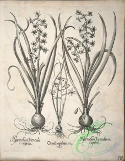 flora_bw-00491 - v1-038-ornithogalum, hyacinthus