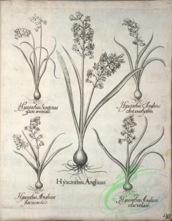 flora_bw-00493 - v1-040-hyacinthus