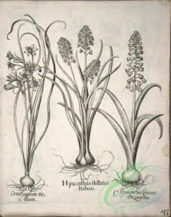 flora_bw-00496 - v1-043-muscari, hyacinthus