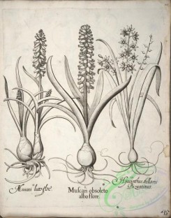 flora_bw-00498 - v1-045-hyacinthus, crocus