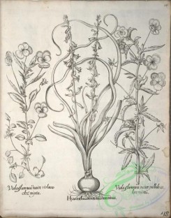 flora_bw-00501 - v1-048-narcissus, colchicum, hyacinthus
