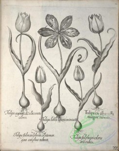 flora_bw-00525 - v1-072-tulipa