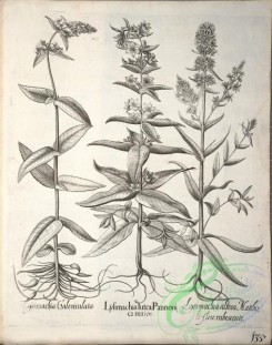 flora_bw-00722 - v2-135-quinquefolium, tormentilla