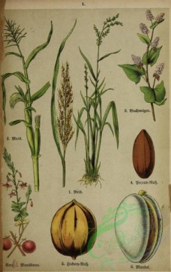 floral_atlas-00006 - 001-Corn, buckwheat, carya alba, carya olivaeformis, amygdalus communis