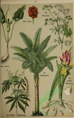 floral_atlas-00011 - 006-curcuma angustifolia, janipha manihot, sagus rumphii, coriandrum sativum