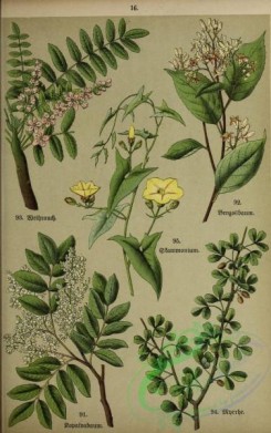 floral_atlas-00021 - 016-benzoin officinale, copaifera multijuga, boswellia serrata, balsamodendron ehrenbergianum, convolvulus scammonia