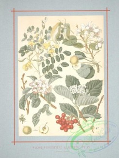floral_atlas-00043 - pyrus communis, pyrus malus, pyrus aria
