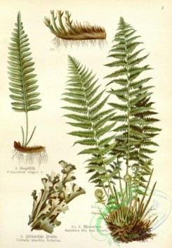 floral_atlas-00468 - 002-polypodium vulgare, cetraria islandica acharius, aspidium filix mas