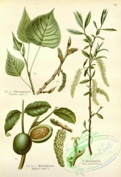 floral_atlas-00480 - 014-populus nigra, juglans regia, salix purpurea