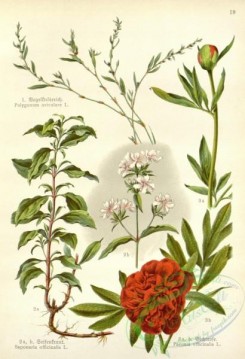 floral_atlas-00485 - 019-saponaria officinalis, paeonia officinalis, polygonum aviculare