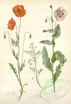 floral_atlas-00490 - 024-papaver rhoeas, fumaria officinalis, papaver somniferum