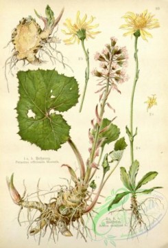 floral_atlas-00549 - 083-arnica montana, petasites officinalis