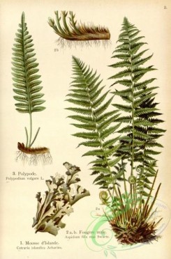 floral_atlas-00554 - 002-polypodium vulgare, aspidium filix, cetraria islandica