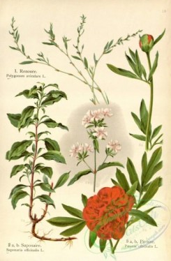 floral_atlas-00571 - 019-polygonum aviculare, saponaria officinalis, paeonia officinalis