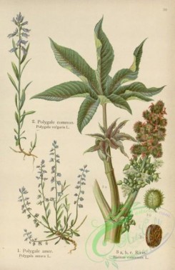 floral_atlas-00591 - 039-polygala vulgaris, polygala amara, ricinus communis