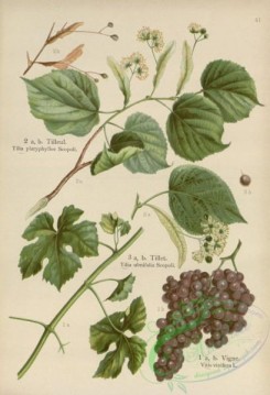 floral_atlas-00593 - 041-tilia platyphyllos, tilia ulmifolia, vitis vinifera