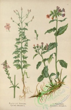 floral_atlas-00613 - 061-verbena officinalis, pulmonaria officinalis