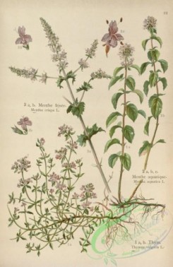floral_atlas-00618 - 066-mentha crispa, mentha aquatica, thymus vulgaris