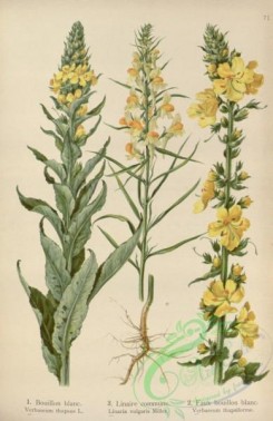 floral_atlas-00623 - 071-verbascum thapsus, linaria vulgaris, verbascum thapsiforme