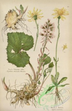 floral_atlas-00635 - 083-petasites officinalis, arnica montana